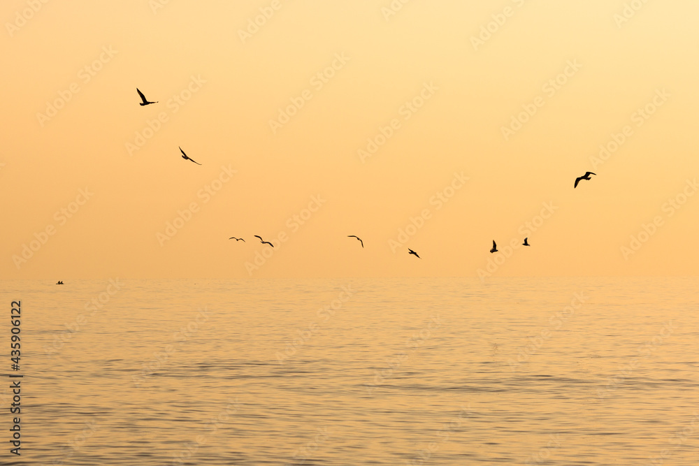 Flock of seagulls in the morning flying over the sea Flock of seagulls in the morning flying over the sea