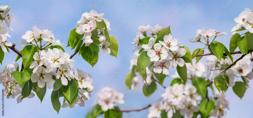 Branches of blooming white flowers with soft focus on a delicate light blue sky background. Beautiful flower image of spring nature banner. Blooming pear branches close-up against the blue sky. Branches of blooming white flowers with soft focus on a delicate light blue sky background. Beautiful flower image of spring nature banner. Blooming pear branches close-up against the blue sky.