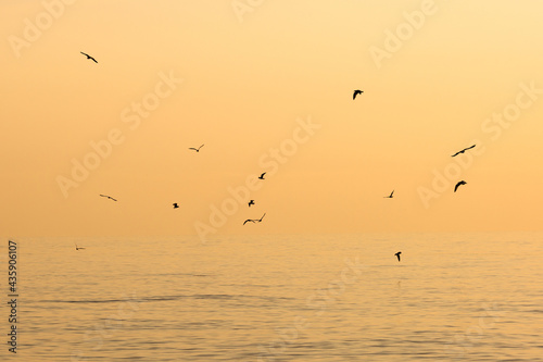 Flock of the seagulls flying over the sea with nice golden background