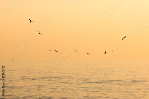 Flock of seagulls  in the morning flying over the sea