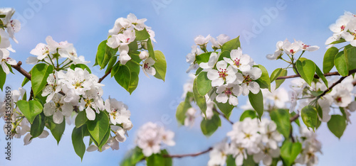 Fototapeta Naklejka Na Ścianę i Meble -  Branches of blooming white flowers with soft focus on a delicate light blue sky background. Beautiful flower image of spring nature banner. Blooming pear branches close-up against the blue sky.