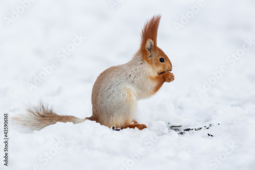Squirrel on the snow eating sunflower seeds