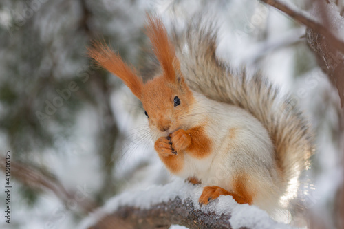 Winter's Observer: Close-Up Portrait of a Squirrel on a Tree