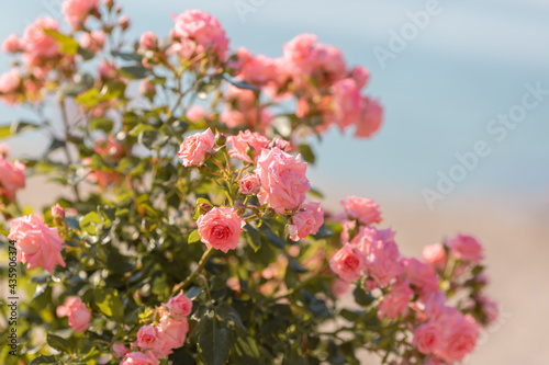 Coastal Blooms: Roses in the Gentle Morning Glow