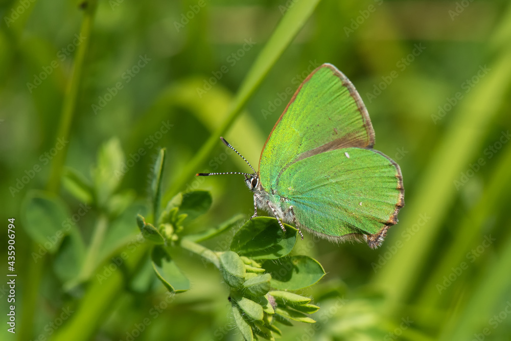 Lycaenidae / Zümrüt / / Callophrys rubi Lycaenidae / Zümrüt / / Callophrys rubi