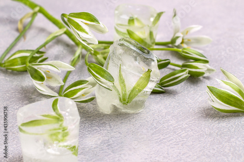 White delicate flower frozen in an ice cube. Refreshing ice flowers.