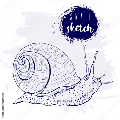 Vintage animal snail marine sketch.Retro line style.Hand drawn underwater