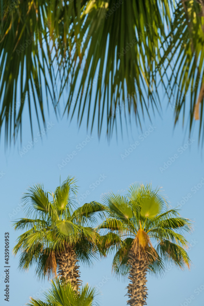 portrait view to two palms through palm leaves
