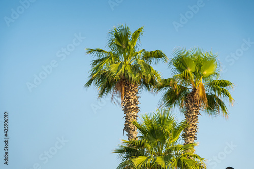 poster view to three palms in the sky