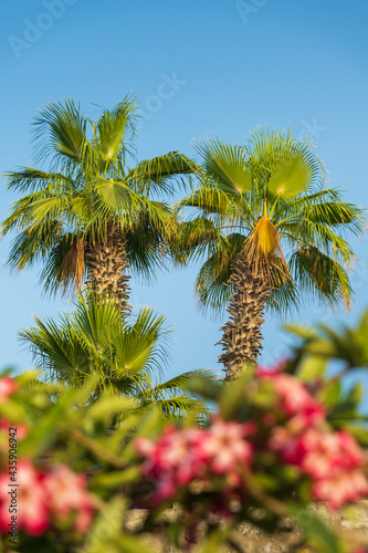 view to two palms through red flowers under blue sky