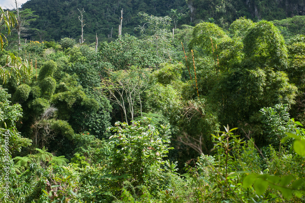 tropical rainforest aerial photography view far from above tropical rainforest aerial photography view far from above