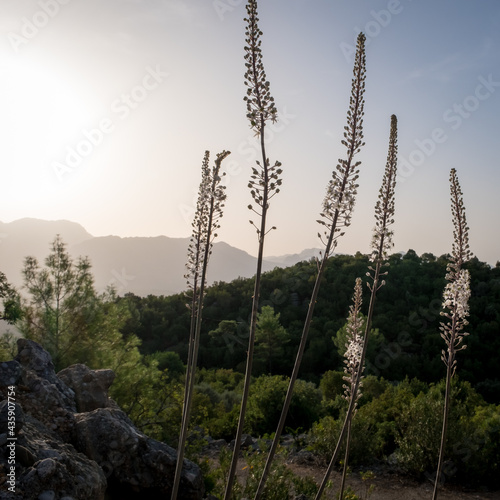 Morning landscape just after sunrise. black cohosh flowers close up. Koprulu National Park near ancient city of Selge Adam Kayalar, Turkey. Koprulu Canyon. photo