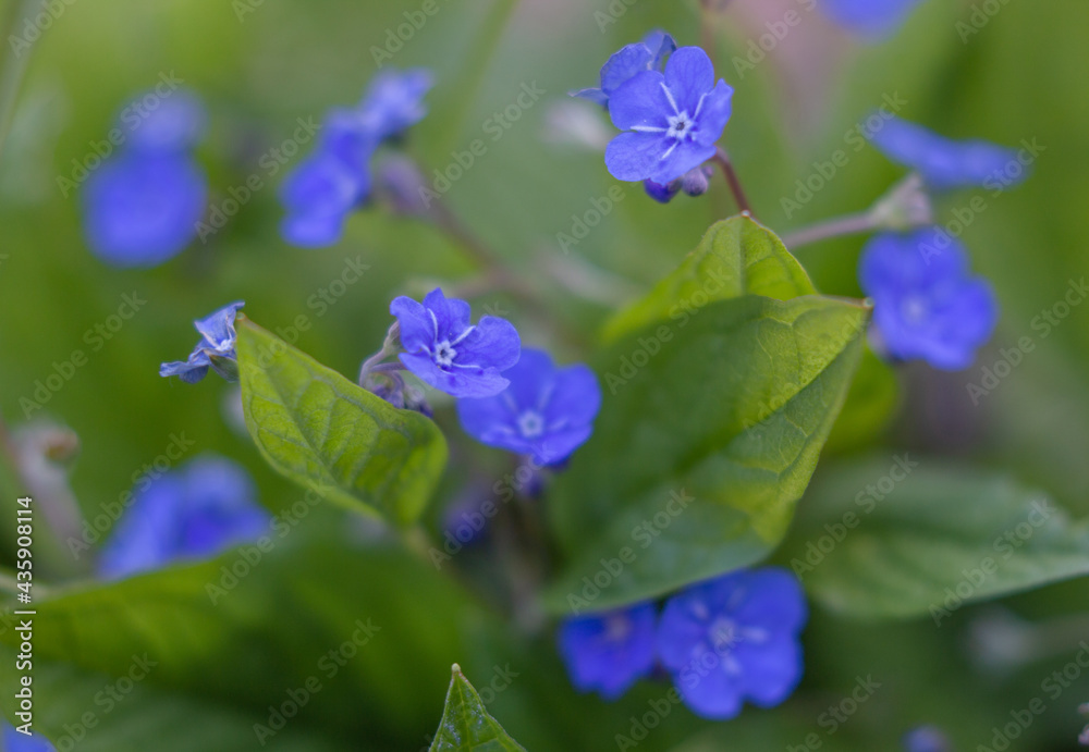 Forget-me-not purple flowers, nature spring edible plants, season close up details Forget-me-not purple flowers, nature spring edible plants, season close up details