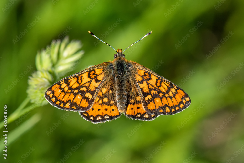 Nymphalidae / Nazuğum / / Euphydryas aurinia Nymphalidae / Nazuğum / / Euphydryas aurinia