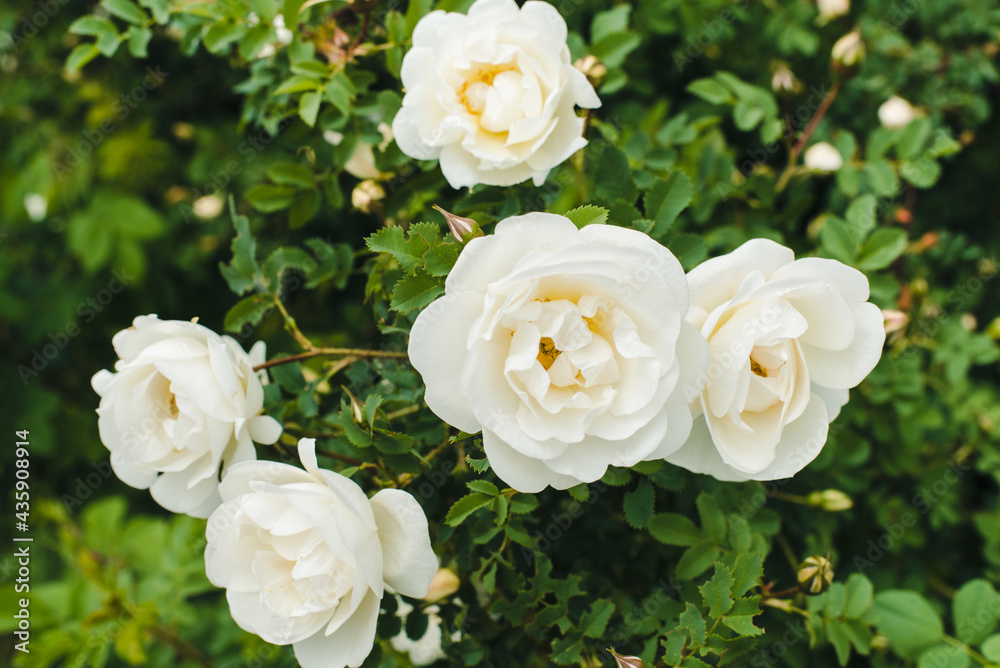 blooming rose hips, rose hips flowers, white rose hips flowers blooming rose hips, rose hips flowers, white rose hips flowers