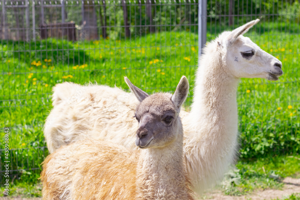two llamas on a background of green grass two llamas on a background of green grass