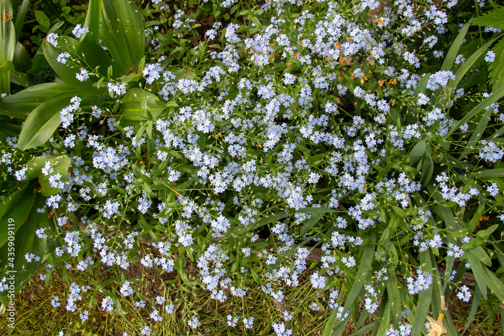 Fototapeta premium Forget me not blue flowers in green spring grass