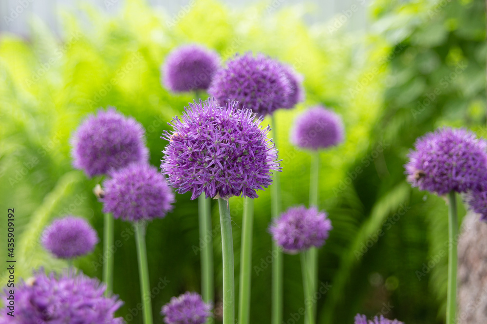 Obraz premium onion purple flowers in the garden