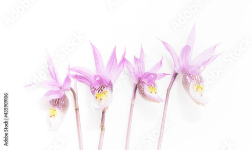 Tableau sur toile Four Fairy Slipper Orchid Blooms