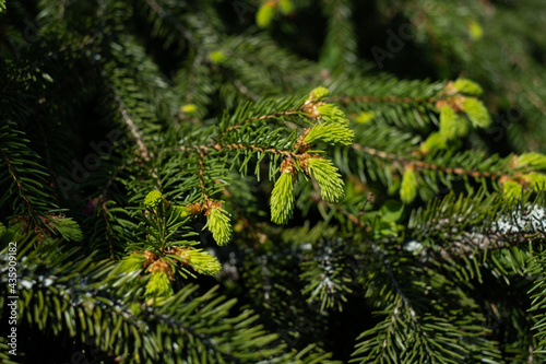 Spruce shoots. Fresh green spruce tips are new spring growths at the end of a branch. Rich in vitamin C.