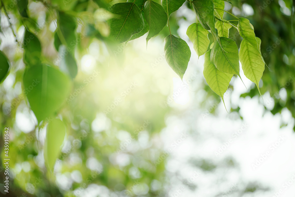 Obraz premium Green leaf for nature on blurred background