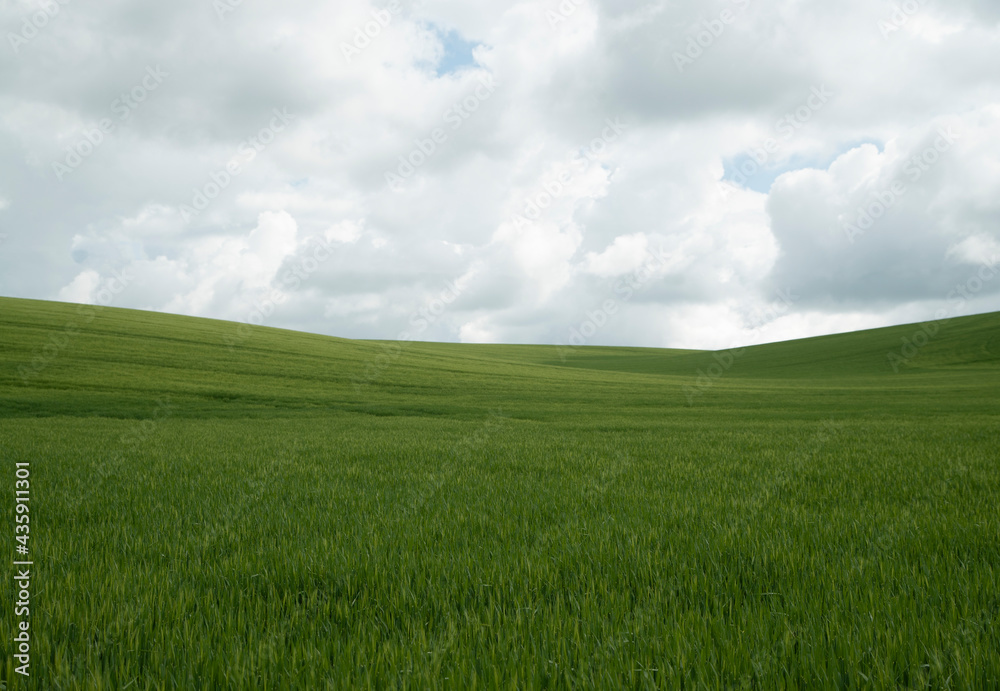 Lush green wheat field and cloudy blue sky