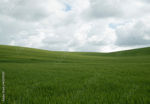 Lush green wheat field and cloudy blue sky