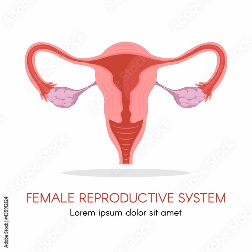 Uterus and ovaries, organs of female reproductive system