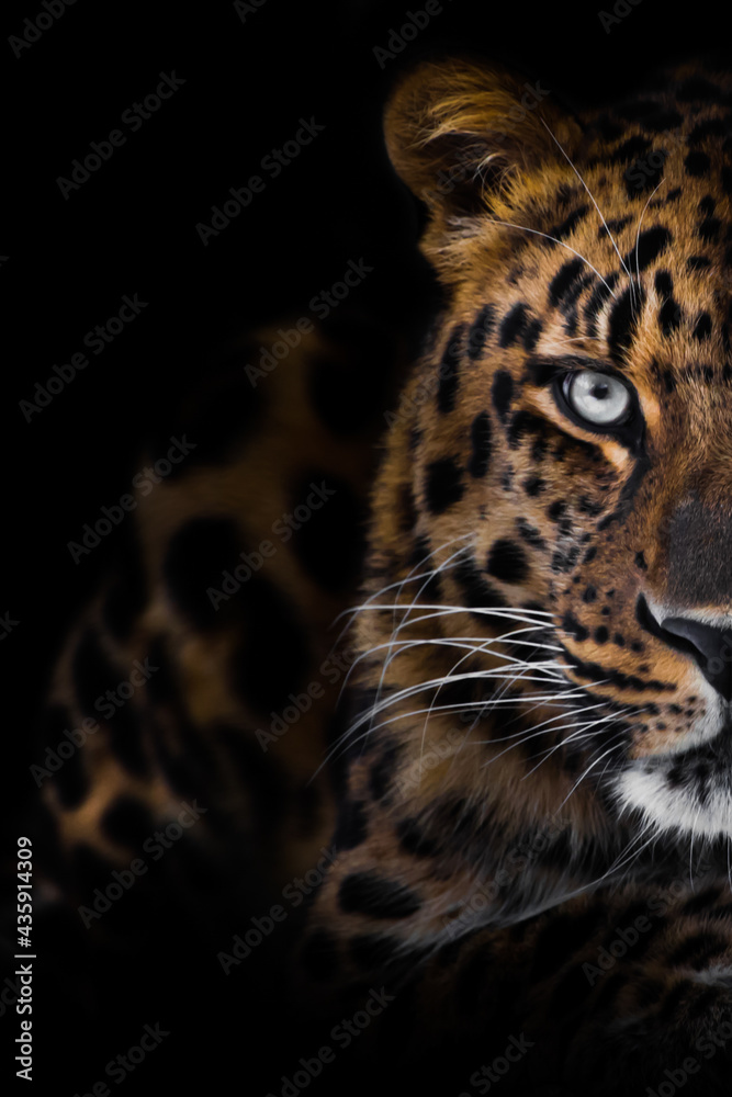 Half of the face in a portrait of a stern leopard in the dark, a powerful cat - specially cropped