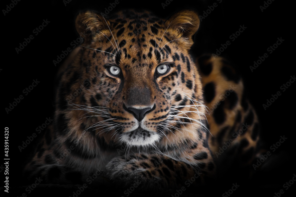 powerful brutal dangerous leopard looks out of the darkness, isolated full face black