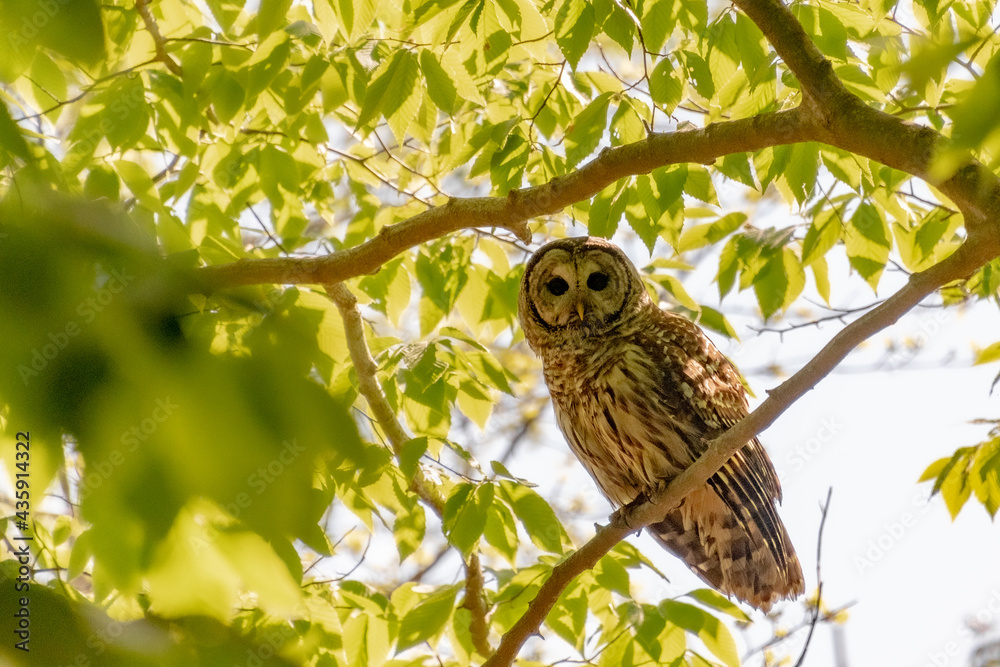 Obraz premium Barred Owl on a branch.