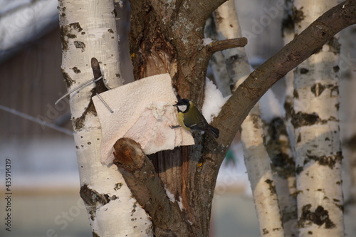 trunk
