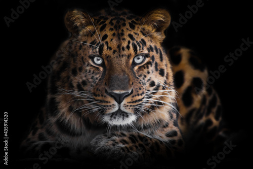 powerful brutal dangerous leopard looks out of the darkness  isolated full face black