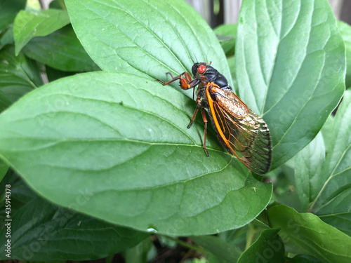 Adult cicada one green leaf