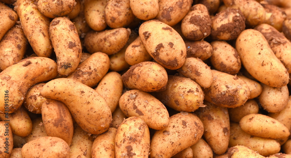 Frische Kartoffeln auf dem Bio-Markt Frische Kartoffeln auf dem Bio-Markt