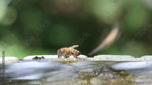 Honeybees Drinking Water