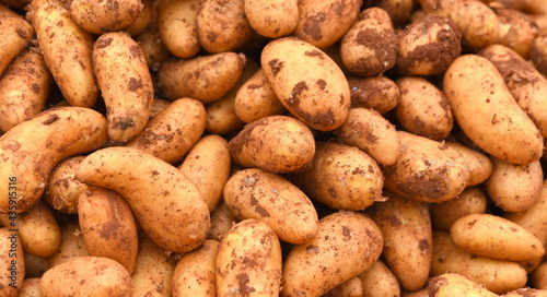 Frische Kartoffeln auf dem Bio-Markt