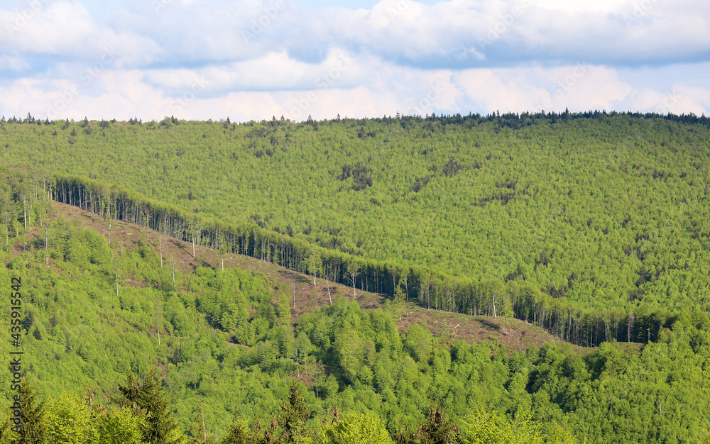 a portion of deforested forest on a mountain