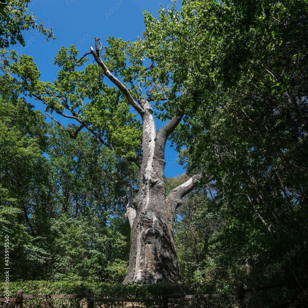 Naklejka premium Ancient millennial oak tree in a forest clearing