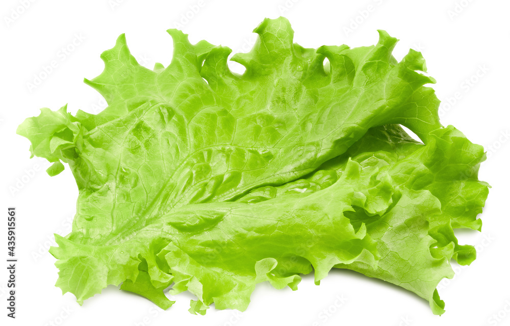 Salad leaf. One green lettuce isolated on white background. clipping path Salad leaf. One green lettuce isolated on white background. clipping path