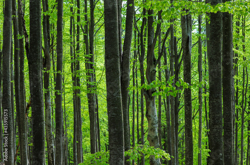 the stems of beech trees in the forest