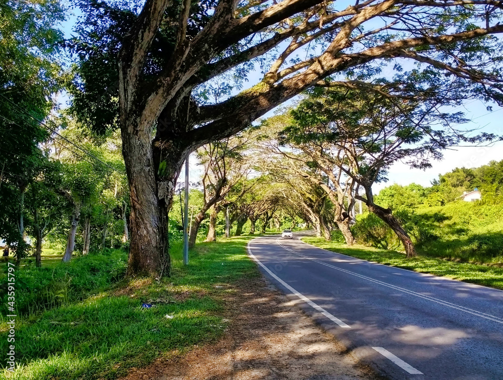 The car is driving on the road under the trees. Tropical vegetation on Labuan island. Malaysia. South-East Asia	