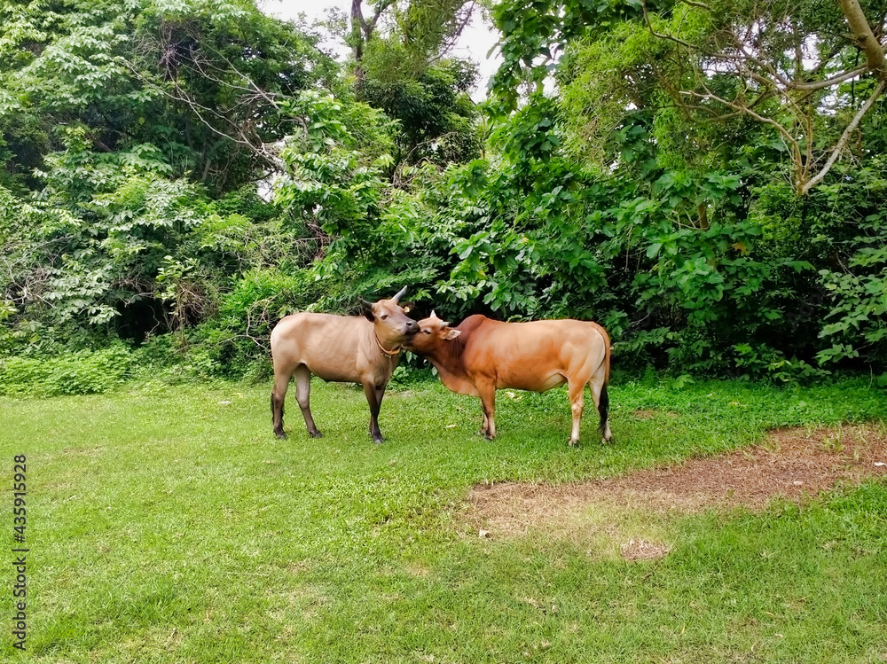 Two domestic cows stand on the lawn. Tropical vegetation on Lantau island. Hong Kong. Asia Two domestic cows stand on the lawn. Tropical vegetation on Lantau island. Hong Kong. Asia