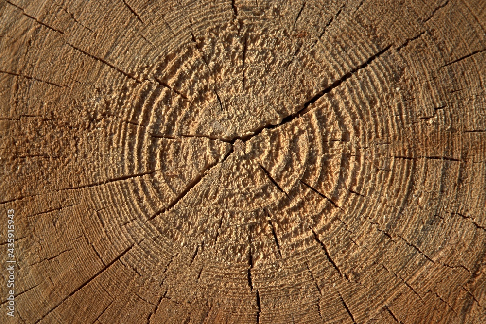 Naklejka premium A section of a tree trunk, the texture of a tree in close-up.