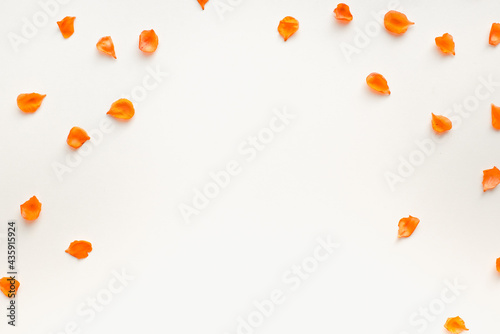 orange petals on a white background, colored background, petals on a white background 