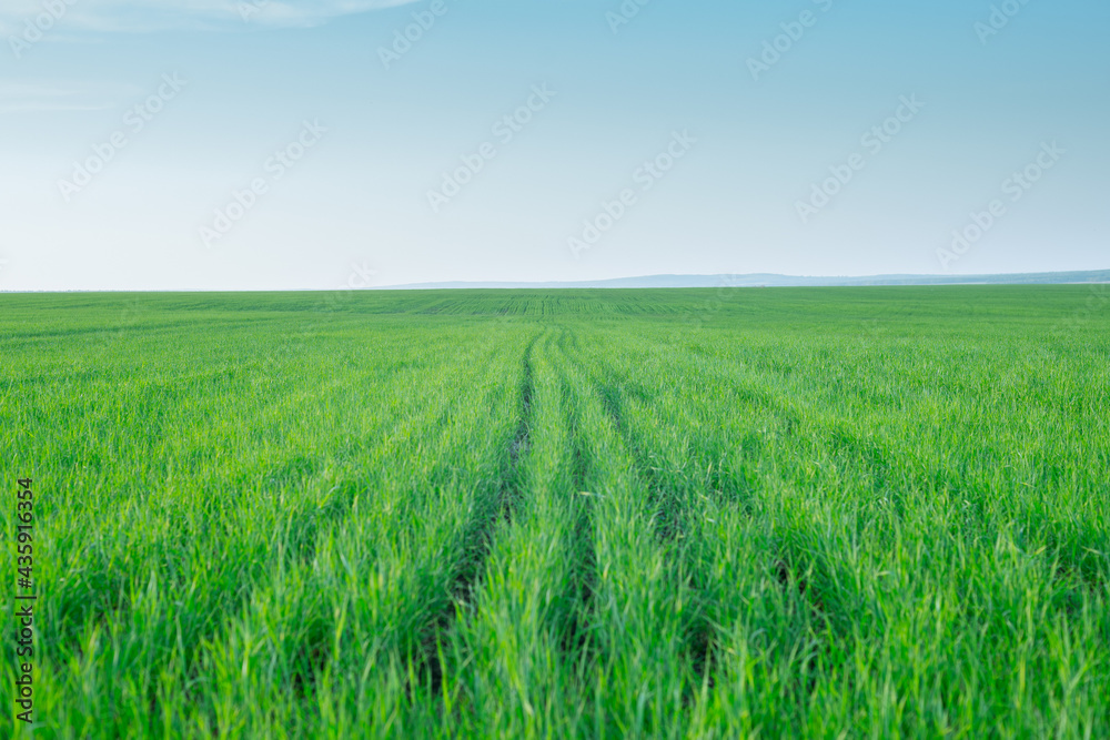 Green field with tall grass.