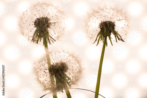 Fototapeta Naklejka Na Ścianę i Meble -  dandelion close-up in artistic processing, background image