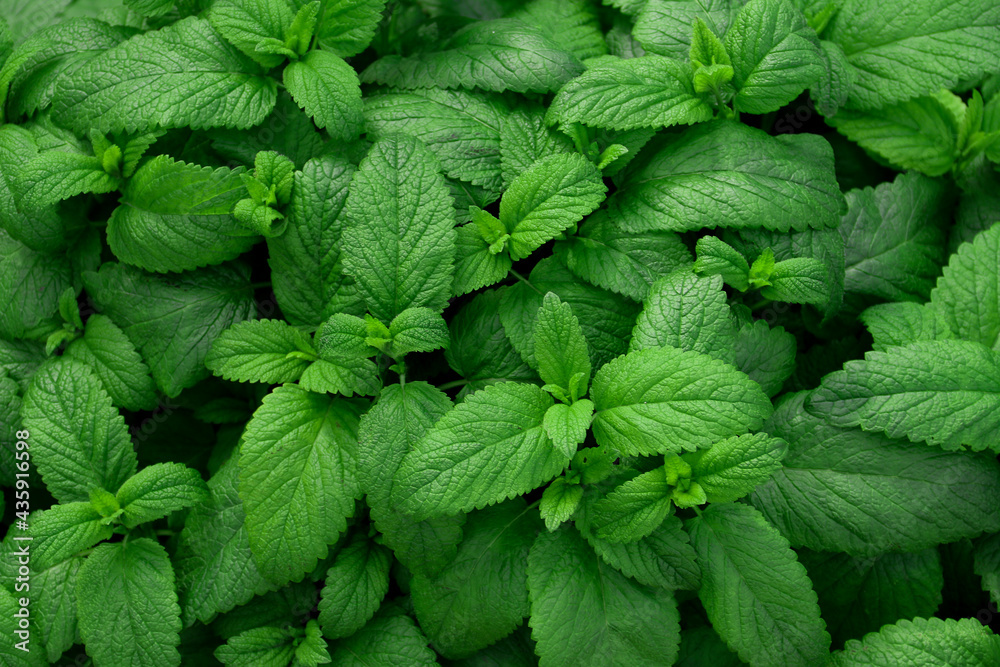 Fresh green leaves of mint, lemon balm, peppermint top view. Mint leaf texture. Ecology natural layout. Mint leaves pattern spearmint herbs nature background - obrazy, fototapety, plakaty 