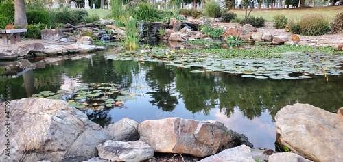 ducks in the pond