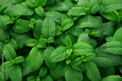 Fresh green leaves of mint, lemon balm, peppermint top view. Mint leaf texture. Ecology natural layout. Mint leaves pattern spearmint herbs nature background photo
